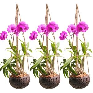 Set of 3 Hanging Orchid Pots for Small Orchids, Handmade Coconut Planters, Orchid Pots with Holes, Coconut Planters, Orchid Gifts