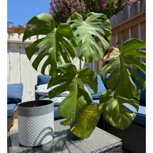 Planter with Stand
