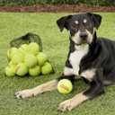 Tourna Pressureless Tennis Ball 60 Count (Pack of 1),Yellow