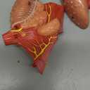 Human Laryngeal Anatomy Model, Including Tongue, Teeth, Thyroid and Laryngeal Structure Research Models, Suitable for Medical Education, Training and Research