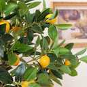 4ft Artificial Lemon Tree with Fake Lemons Floor Plants Artificial for Decor Realistic to Indoor Home Office Fauxe Lemon Tree, Yellow