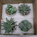 Der Rose Set of 4 Succulents Plants Artificial Fake Plants for Living Room Bathroom Bedroom Aesthetic Home Kitchen Decor