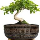 G EPGardening Bonsai Planter - 8 Inch Ceramic Succulent Pots with Drainage and Plant Saucer, Round Shallow Planter Bowl for Indoor Plants Flower, Boho Garden House Decor, Plant Lovers Gifts, Black