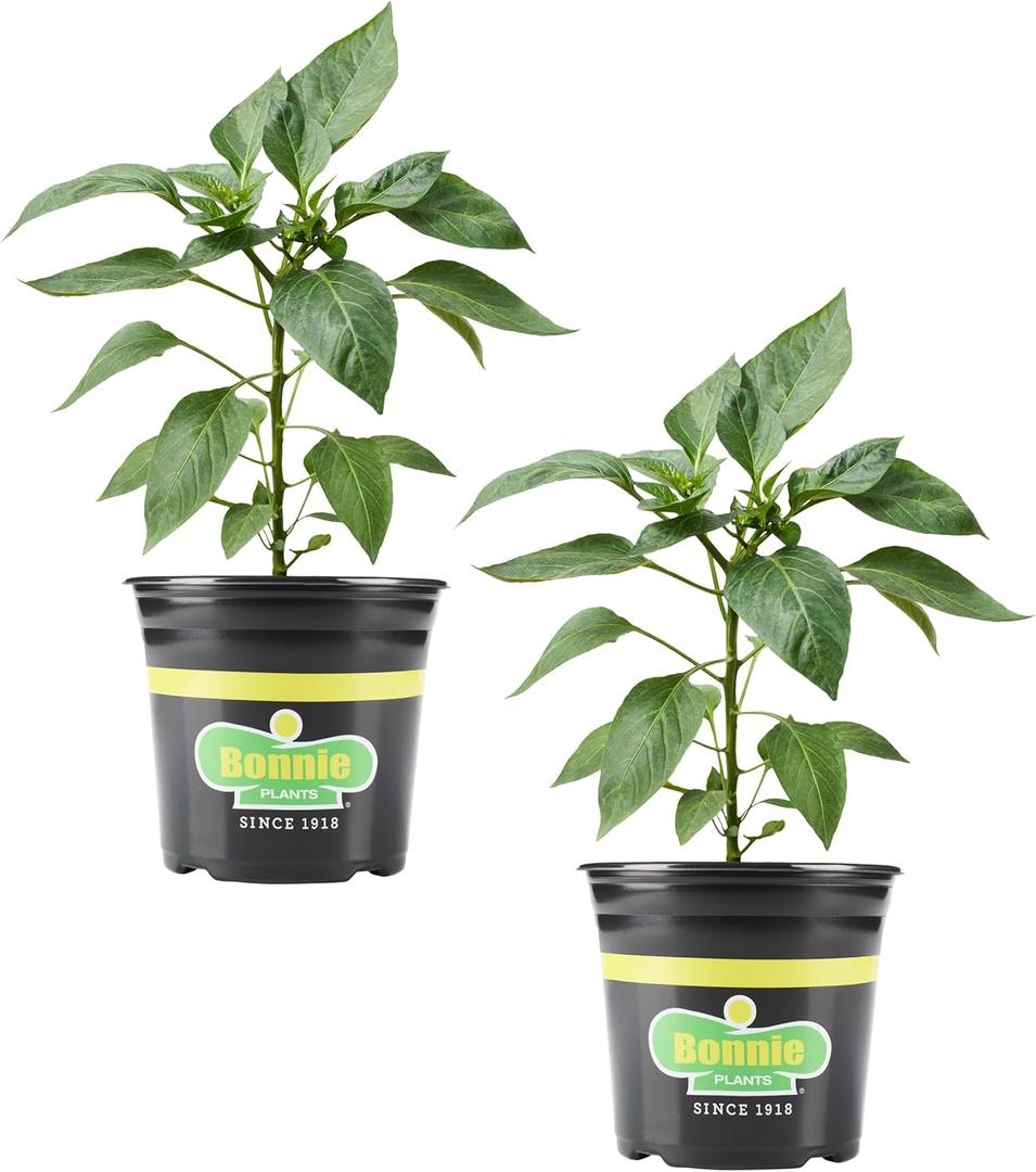 Bonnie Plants Ghost Pepper, Live Plant, 1 Gal., 2-Pack