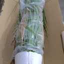 Jexine 2 Pcs 5 ft Tall Artificial Grass Plant Potted Artificial Greenery Floor Plants Faux Pampas Grass Tall in Pot for Housewarming Gift House Garden Bathroom Lobby Outdoor Decoration