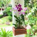 Set of 3 Strong Wooden Orchid Baskets with Hangers, Vanda Baskets for Outside