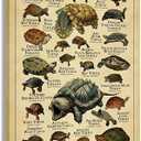 Starotore Modern Wall Art Freshwater Turtles Frameless Poster Educational Prints on Canvas Rectangle Wall Decor Contemporary Pictures for Turtle Learning Lovers Decorative Unframed 16x24inch/ 40x60cm