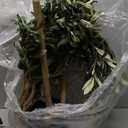 Artificial Olive Tree for Living Room Decor, 6FT Bendable Fake Plants Artificial Indoor, Faux Silk Plant Fake Trees in Potted with Oliver Branch Leaves and Fruits for Modern Home House Office Dcor