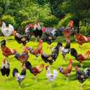 18 Pcs Chicken Yard Art Rooster Yard Signs Set with 36 Stakes 9 Styles Chicken Yard Stakes Cock Lawn Signs for Christmas Decoration Indoor Outdoor Home Garden Patio Xmas Party Supplies