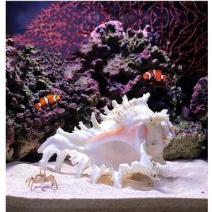 YZHZOM 5.5 to 6.3 Large Natural Conch Shell Fish Tank Hideout Fish Tank House Natural Conch sea Shells for Fish Tank,Air Plant,Home Decorations,DIY Crafts