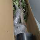 AfanD Artificial Tree Faux Olive Tree 8ft (92in, 3200 leaves) Tall Fake Olive Plant in Pot Fake Silk Tree Faux Plants Indoor