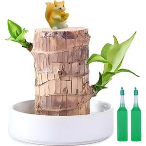 Brazilian Lucky Wood Plant,Fortune Brazil Wood Potted Plant with Squirrel,Mini Brazil Decoration, Mini Brazil Woods Indoor/Outdoor for Desk Decoration Home Office Decoration