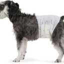 Basics Male Dog Diapers, 50 Count, Medium, Ultra Absorbent Disposable Wrap with Secure Fit, Leakproof and Comfortable