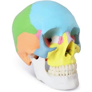 Painted Human Skull Model, Life Size Replica Medical Anatomy Adult Model with Removable Skull Cap and Articulated Mandible, Full Set of Teeth, 3-Part Didactic Skull Anatomical Model