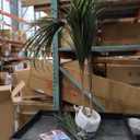 Yucca Tree 5FT, Tall Fake Plants for Indoor Outdoor Decor, Large Faux Tree with Pot for Home Office Living Room Decor