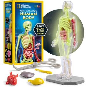 National Geographic Human Body Model for Kids That Glows in The Dark - 32-Piece Interactive Anatomy Model with Bones, Organs, Muscles, Science Kit Stocking Stuffer, Anatomy & Physiology Study Tools