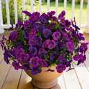 12 Piece Outdoor Artificial Flowers Fake Pansies -Two-Tone Faux Flowers per Stem, UV Resistant for Indoor Outdoor Porch Garden Planters Patio Window Box Home Decor(Purplish Red)