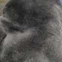 Werner Christ Horse Bareback Pad IBERICA Plus treeless Saddle in Spanish Style, Made of Real Sheepskin in Natur, Size Full