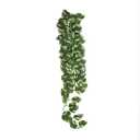 Reptile Manjula Plant Plant - 24in