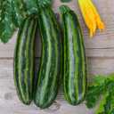 9 x 30+ Seeds Cocozelle Zucchini - Vegetable Green