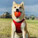 Best Pet Supplies Voyager Step-in Air Harness - All Weather Mesh, Reflective, No Pull Harness for Dogs, Cats - Secure with Hook & Loop Fastener, Buckle, Double D-Rings - Red, XS