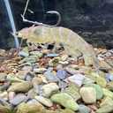 Fishing Hooks-Live Shrimp Fixed Hooks Carbon Steel Barbed with Holes,2/3/4Catfish Bass Fishing Hooks,That Can Adapt to Various Fishing