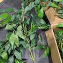 Artificial Willow Leaves Garland Fake Hanging Vines Plant Artificial Silk Ivy Greenery 9Ft Faux Evergreen Wreaths for Wedding Indoor Outdoor Garden Party Table Decor (Light Green)