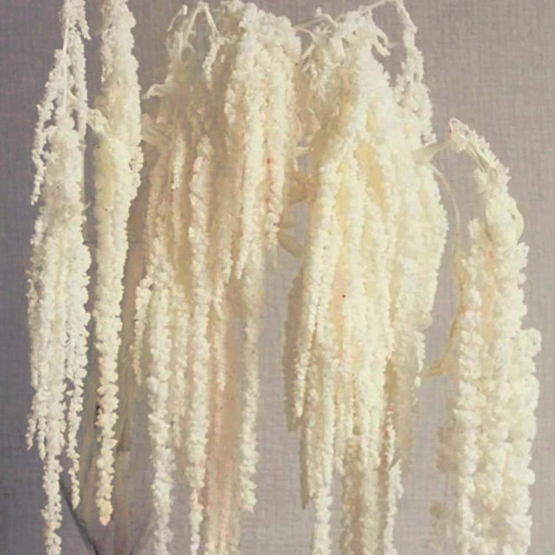 Glicrili 5Pcs Cream White Wisteria Vine Hanging Flowers - Dried Preserved Cream Hanging Amaranthus Flowers for Wedding Bouquet, Wall Decoration, Length Home Decor