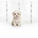 Acrylic Dog Playpen for House, Pre-Assembled Foldable Clear Gate Indoor with Handles, Free-Standing Pet Fence for Doorways for Small Dogs Puppy Cat Rabbit (4-Panel)