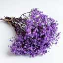 Preserved Baby's Breath 3 Bunches, 100% Natrual Fresh Gypsophila Long Lasting Flowers for Vase Arrangements Home Decoration Photo Props Parties and Weddings, DIY Dcor-Light Purple