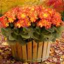 6 Bundles Silk Geraniums Artificial Flowers for Outdoors, UV Resistant Faux Plants Realistic for Garden Patio Porch Window Box Home Indoor Outdoor Decor (6, Orange-Yellow)
