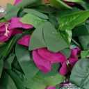 Fqueelvys 6PCS 7.55FT Bougainvillea Artificial Flowers Garland Faux Bougainvillea Silk Flowers Vines for Wedding Arch Wall Centerpieces Table Runner Decorations(Fuchsia)