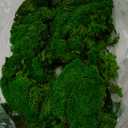 Preserved Pole Moss Pillow Bun Cushion Natural Green Decorative Real Natural DIY Kit Gardenning Art Wall Decor Florist Easter Table Decor Wedding(1.5 sq.ft, Green-C)