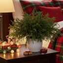 MISSPIN 12 Pcs 19.5 Inches Christmas Norfolk Pine Branches, Norfolk Pine Artificial Christmas Branches DIY Crafts Faux Pine Branches for Xmas Indoor Outdoor Home Decor