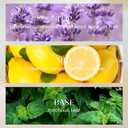 M&SENSE 10.14 oz Large Reed Diffuser Set | Magical Oriental Scent Oil Diffuser with Sticks |Hotel Collection Non-Toxic Essential Oil |for Bedroom Bathroom Living Room