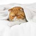 Bedsure GentleSoft White Fleece Throw Blanket - 300GSM Blankets for Couch, Sofa, Bed, Soft Lightweight Plush Cozy Throws for Toddlers, 50x60 inches