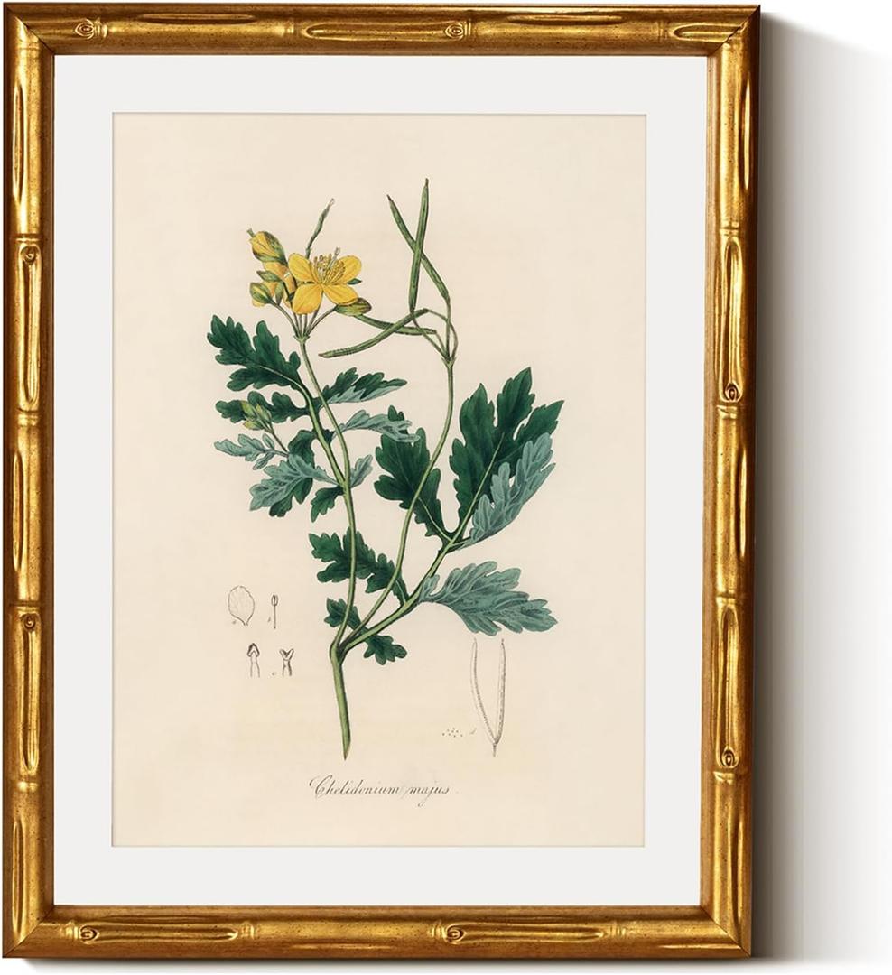 InSimSea Gold Bamboo Framed Canvas Wall Art, Kitchen Herbs Botanical Paintings, Antique Vintage Plant Picture Frame with Mat, Victorian Home Wall Decor for Living Room Bedroom, 11x14inch