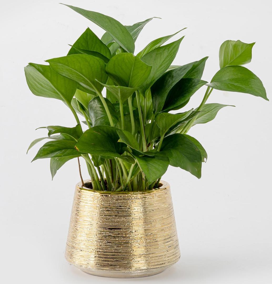 Indoor Plant Pot Flower Holder Ceramic Houseplant Pots Gold Shinny 3.5 x 3.7,Plant Pots with Hole (Not Contain Plant)