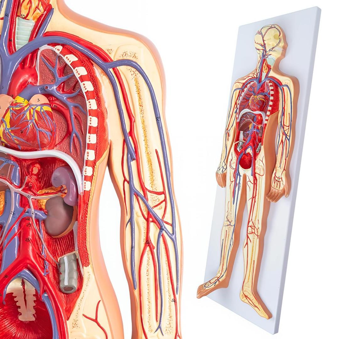 Human Circulatory System Relief Model Half Life Size Anatomy Model with Heart, Arteries, Veins, Organs for Classroom, Science Lab, Medical Learning