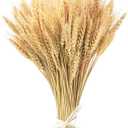 Uieke 17.7 Inches Dried Wheat Stalks, 100 Stems Dried Flowers 100% Natural Wheat for Home Kitchen Wedding Party Table Centerpiece Harvest Wreath Boho Farmhouse DIY Decoration