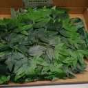 60Pcs Fake Nandina Greenery Stems 18" Artificial Silk Greenery Leaves for DIY Bouquet Filler Table Centerpieces Decor