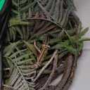 78.7 in Height Set of Artificial Tree Branches with 4pcs Persian Fern Leaves Fake Tree Vines Trunk Twigs Silk Moss Green Plants for Wall Hanging Home Wedding Backdrop Room Shop Decoration