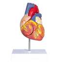 2X Enlarged Anatomical Heart Model - Human Heart Model with Rigth/Left Atrial Appendage Anatomical Model for Science Classroom and Cardiology Study
