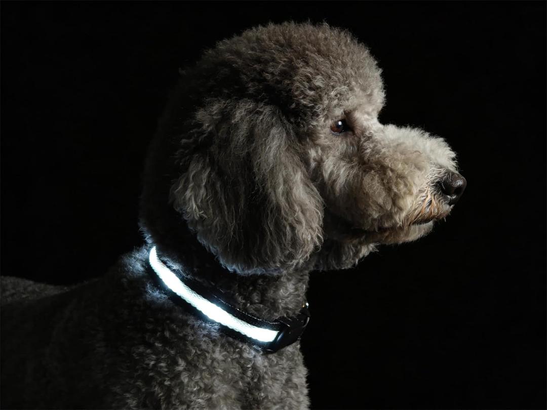 LED Dog Collar for XSmall Dogs & Toy Breeds USB-C Rechargeable Light Up Dog Collar, Fully Waterproof Adjustable Glow Collar for Night Walking & Safety(White,XS)