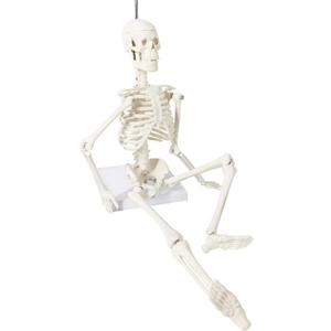 Anatomy Model Mini Human Skeleton Model Human Anatomical Anatomy Skeleton Medical Teaching Anatomy Model Mini Human Skeleton Model Human Anatomical Anatomy Skeleton Medical Teaching