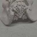 2024 New Life Size Pelvis Model Anatomy Model for Science Education and Medical Study