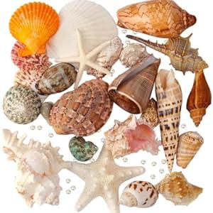 JSPYFITS Sea Shells Mixed Beach Seashells 24 Kinds, 1.5"5.5" Various Sizes Large Ocean Shells Whit 100pcs Pearls 2 Kinds Natural Starfish for Beach Theme Party Tank Filling Home Decor Wedding