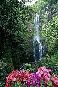Posterazzi Hawaii Maui Wailua Waterfall And Rainforest Bougainvillea In Foreground B1605 Poster Print, (24 x 38)