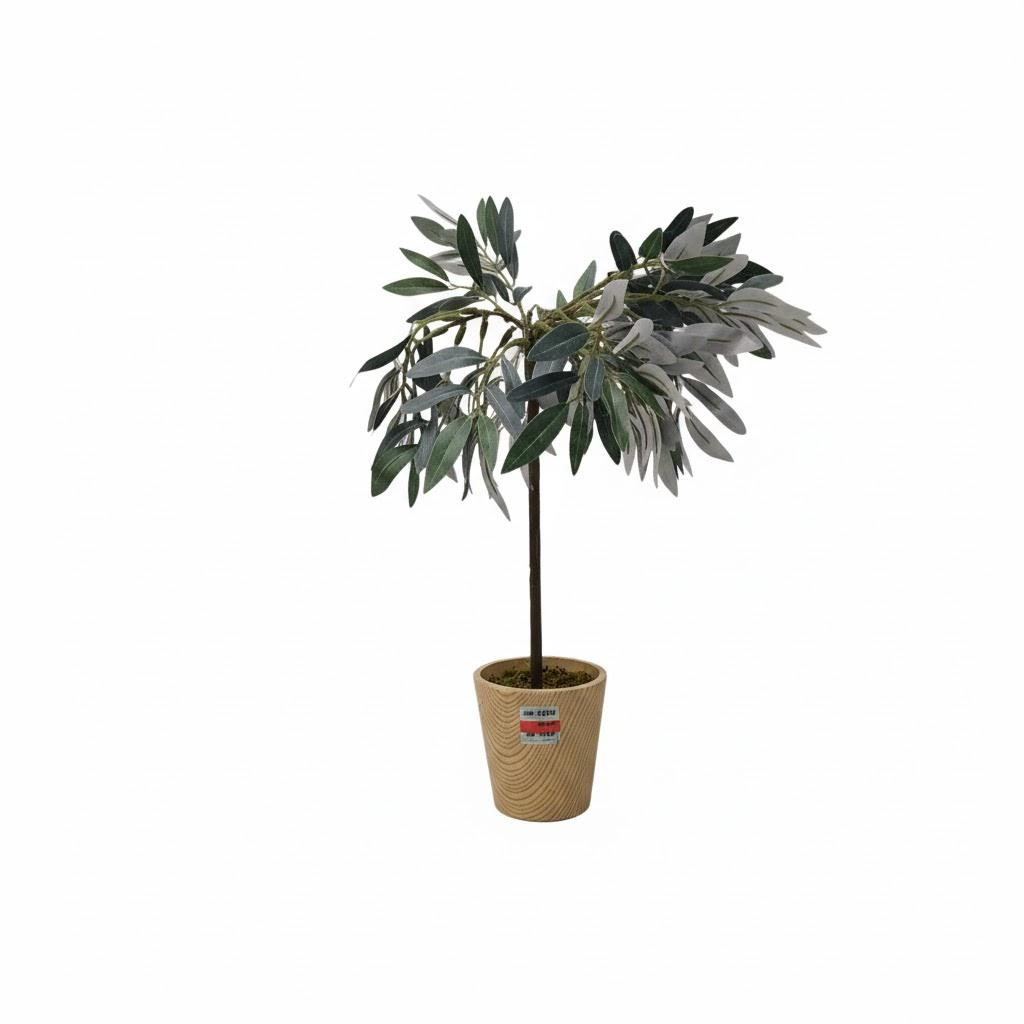 Olive Tree In Wooden Pot