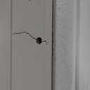 Sauder Select Storage Cabinet/ Pantry cabinets, White finish